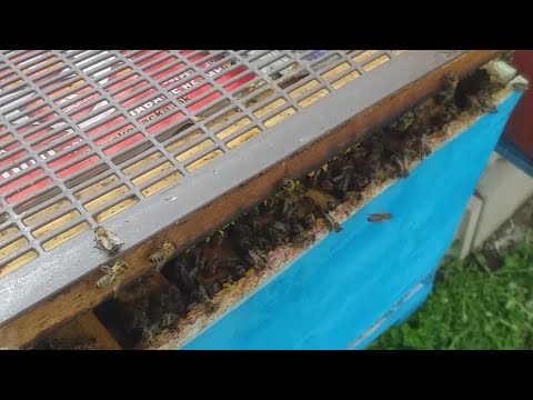 Provera pčelinje porodice sličnim izborom. Sve je super .. ima super broj pčela, postoji leglo,perga